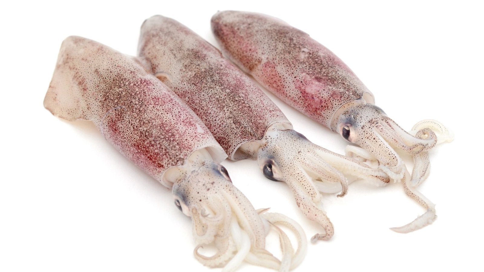 Squid