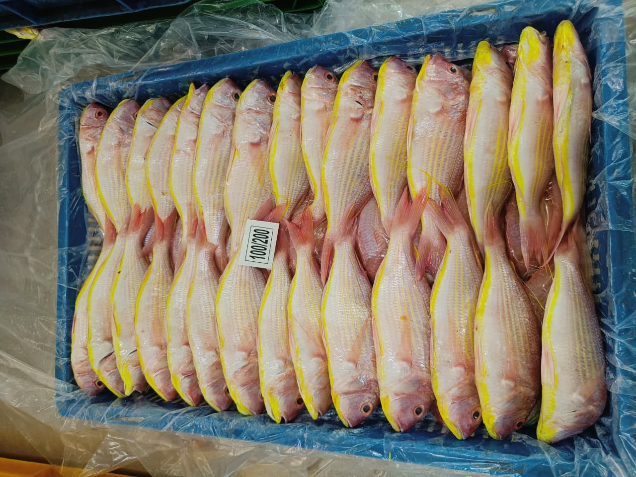 Japanese Threadfin Bream