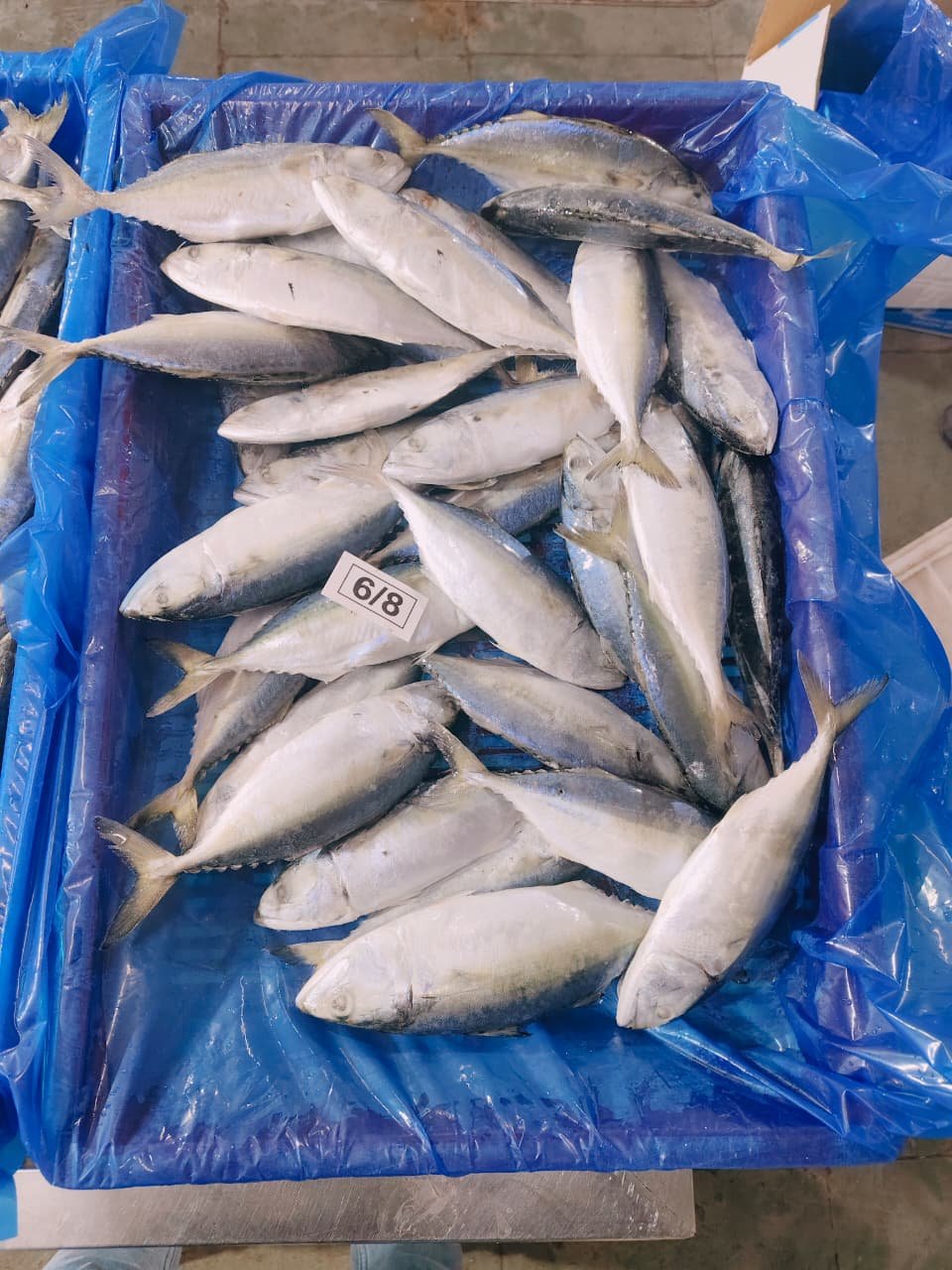 Indian Mackerel