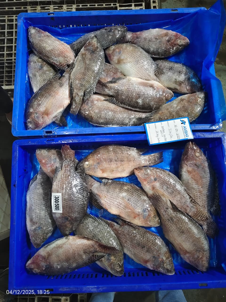 Tilapia