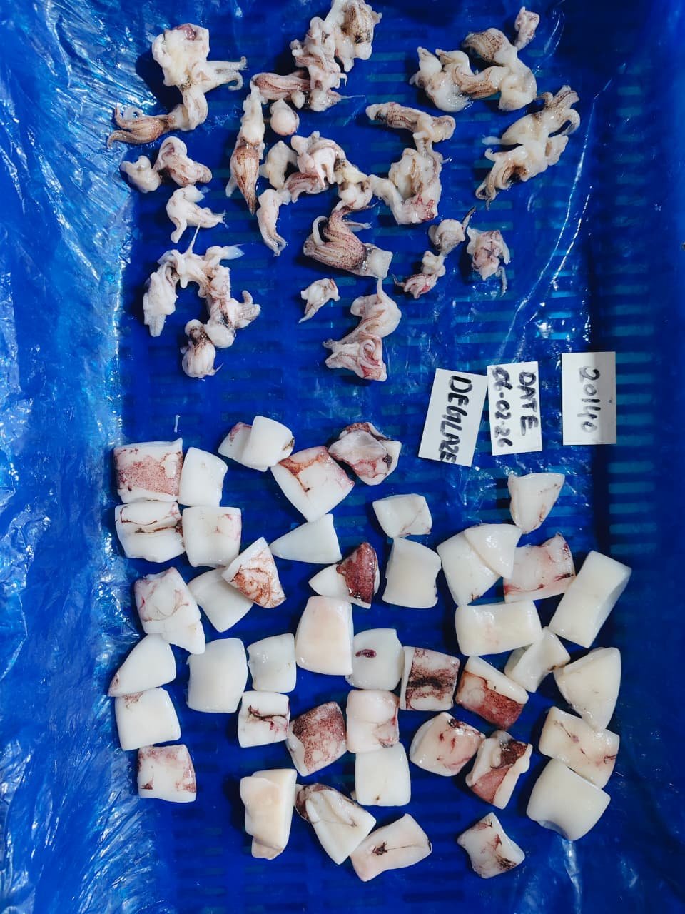 Cut Squid