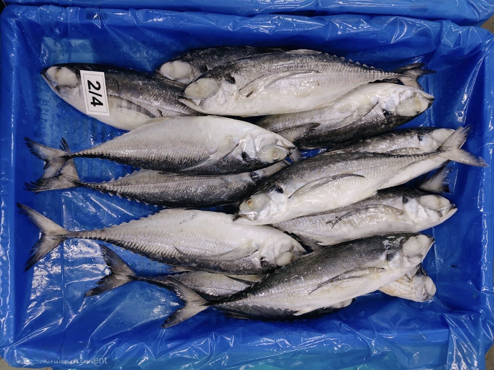 Horse mackerel