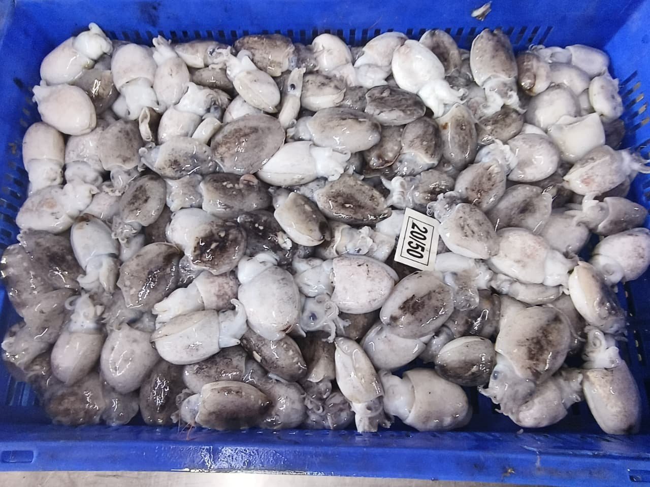 Baby cuttlefish