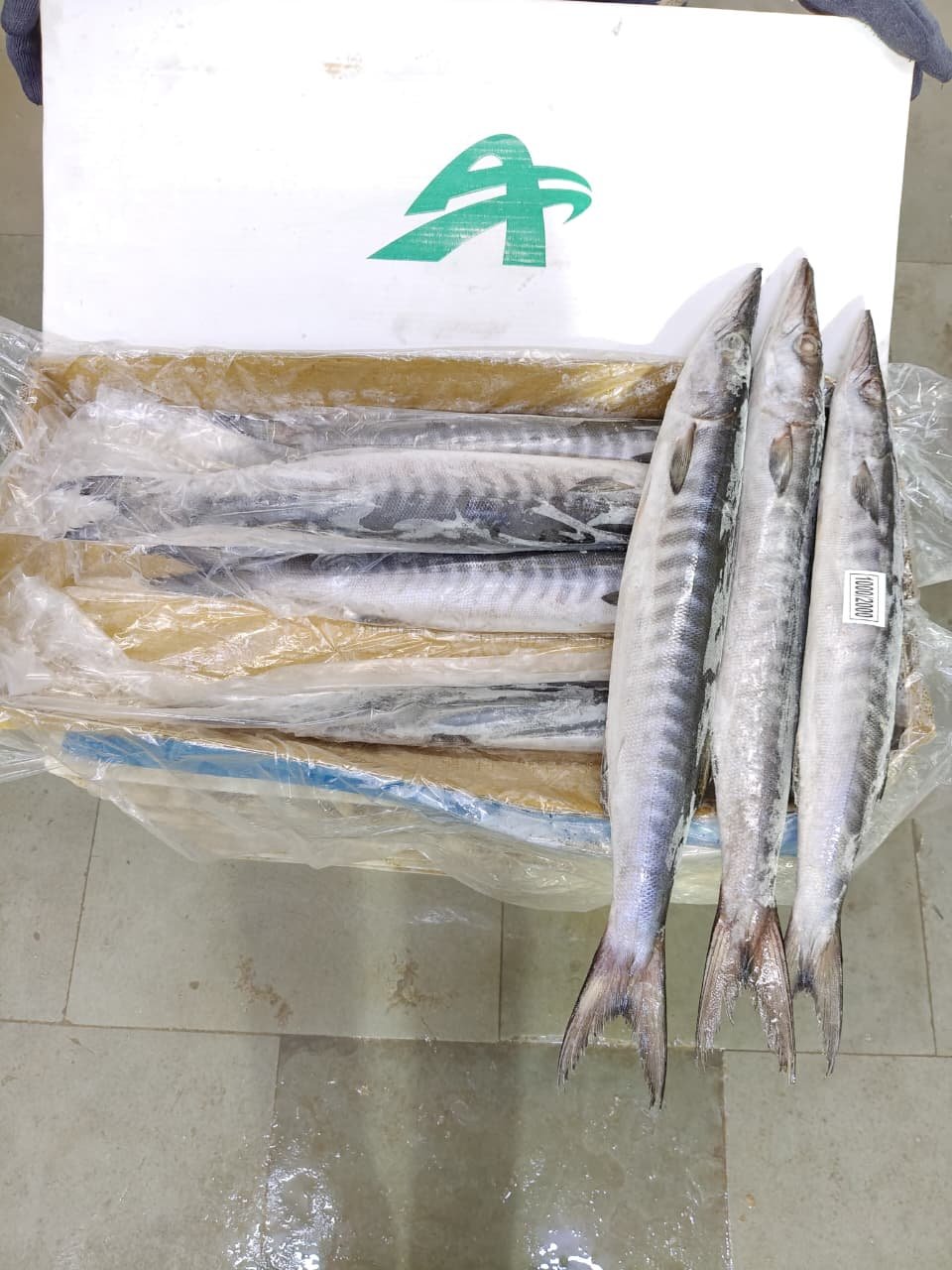 Barracuda fish