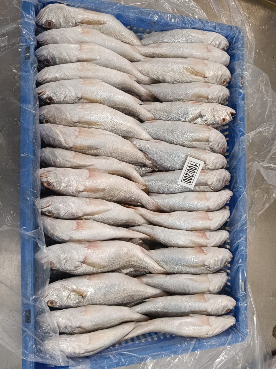 Silver Croaker