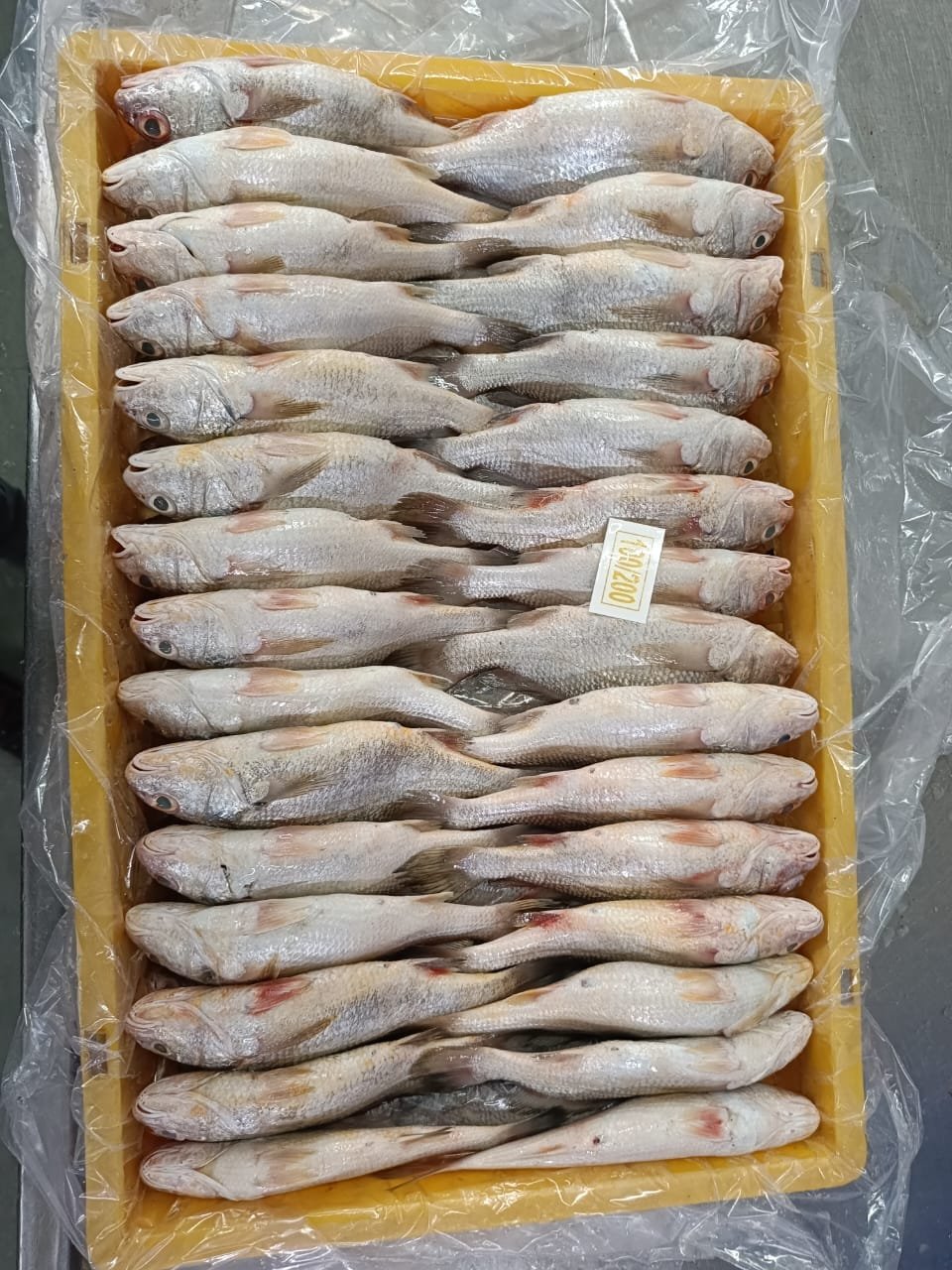 Yellow Croaker