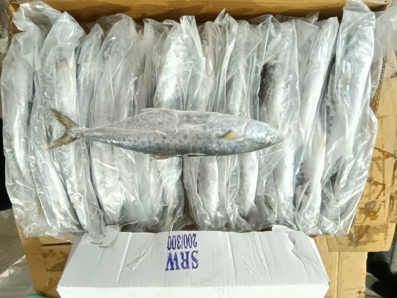 Seer Fish