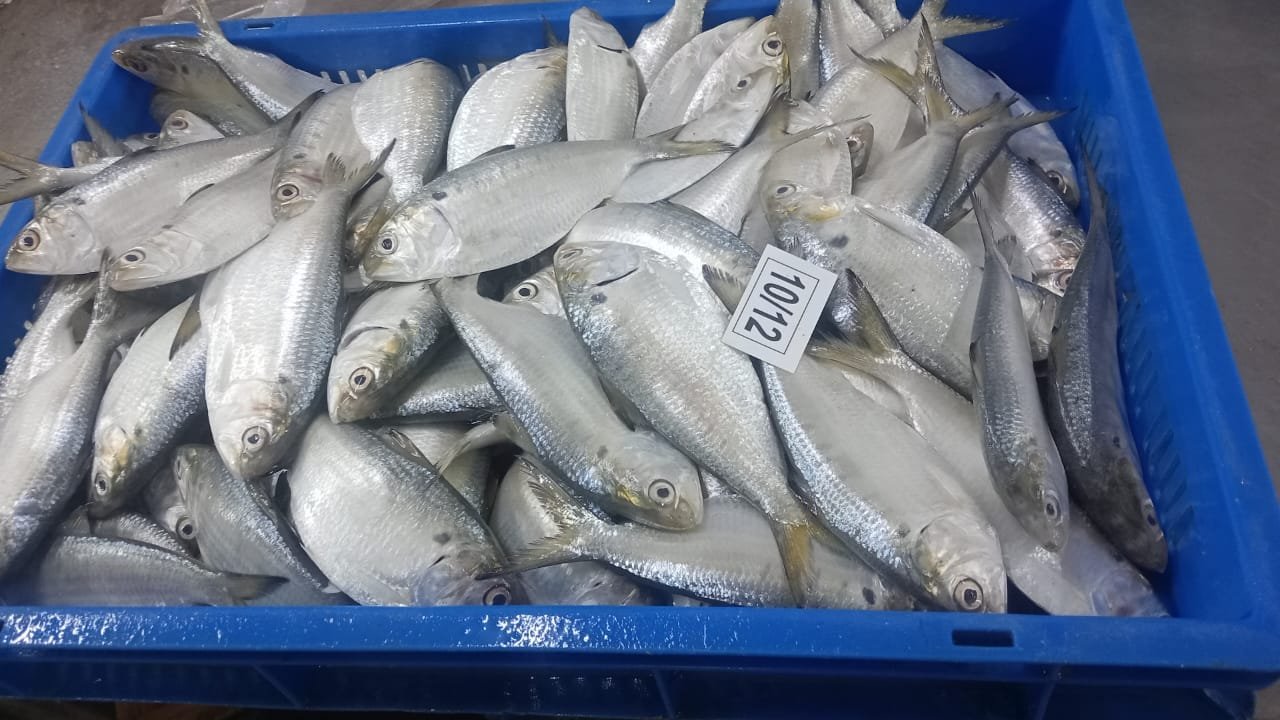 Hilsa fish
