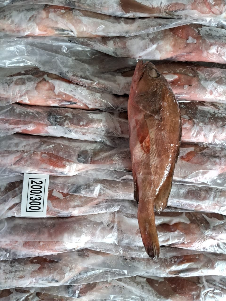Reefcod red belly fish