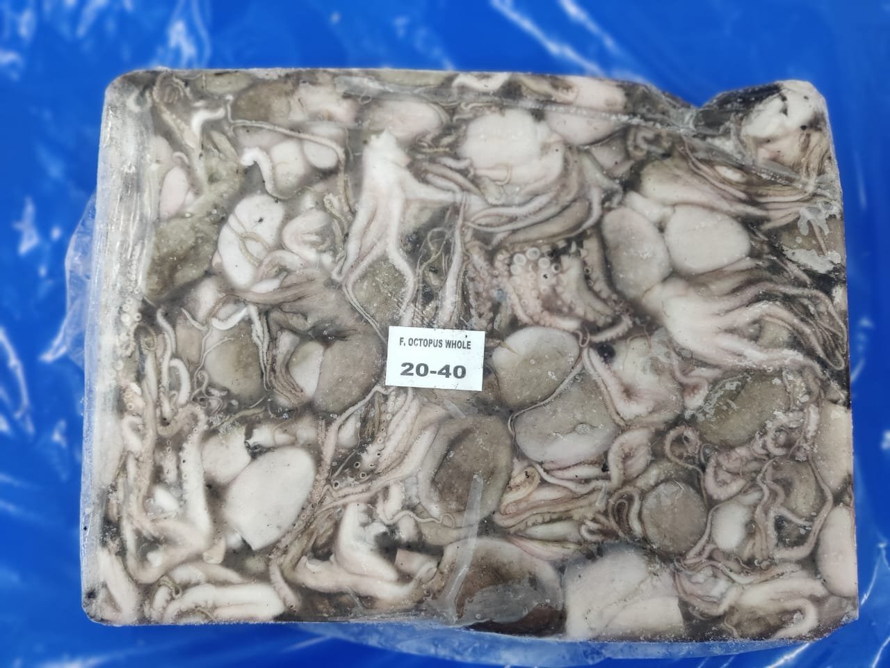Premium Octopus