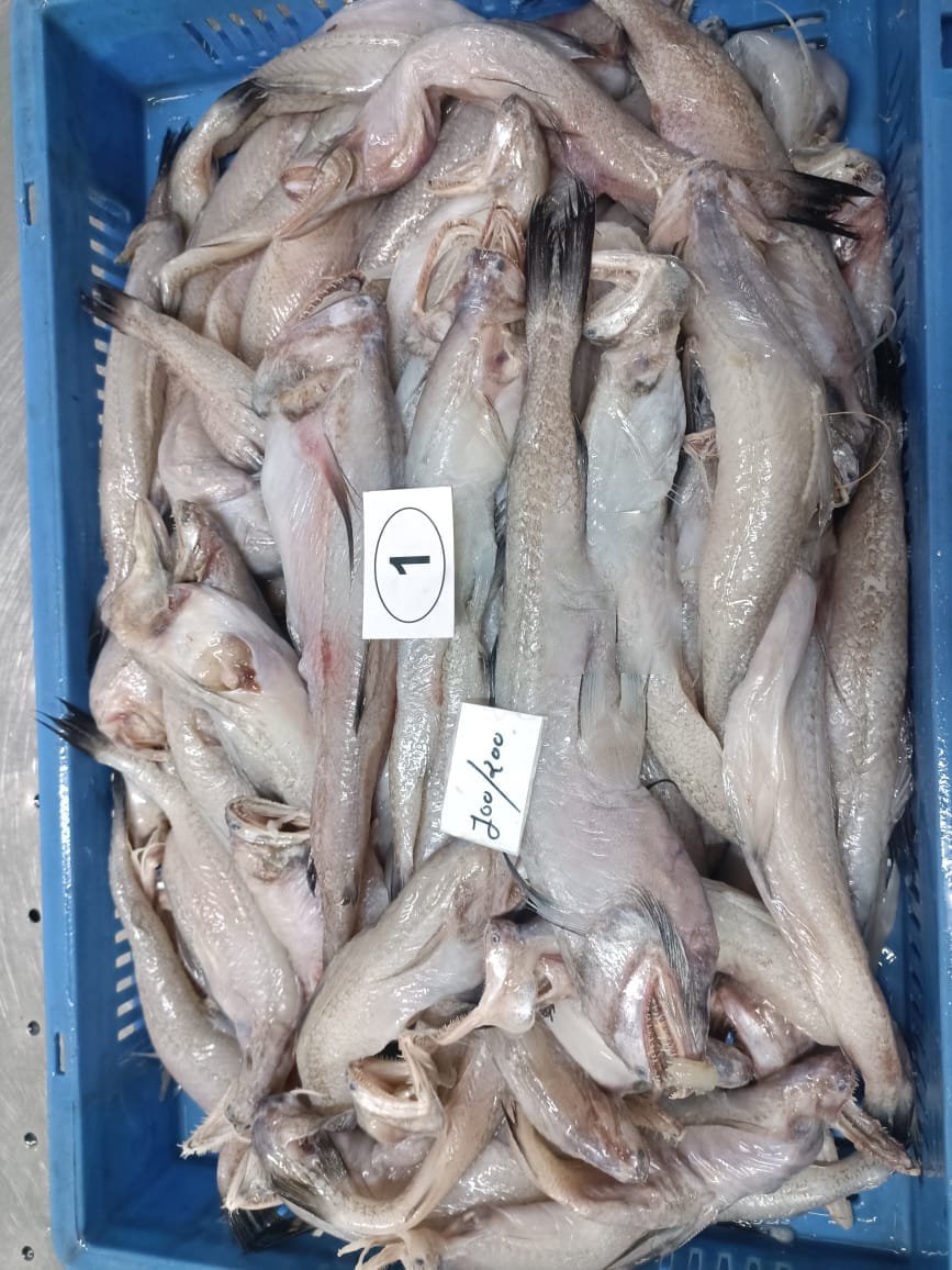 Bombay duck fish