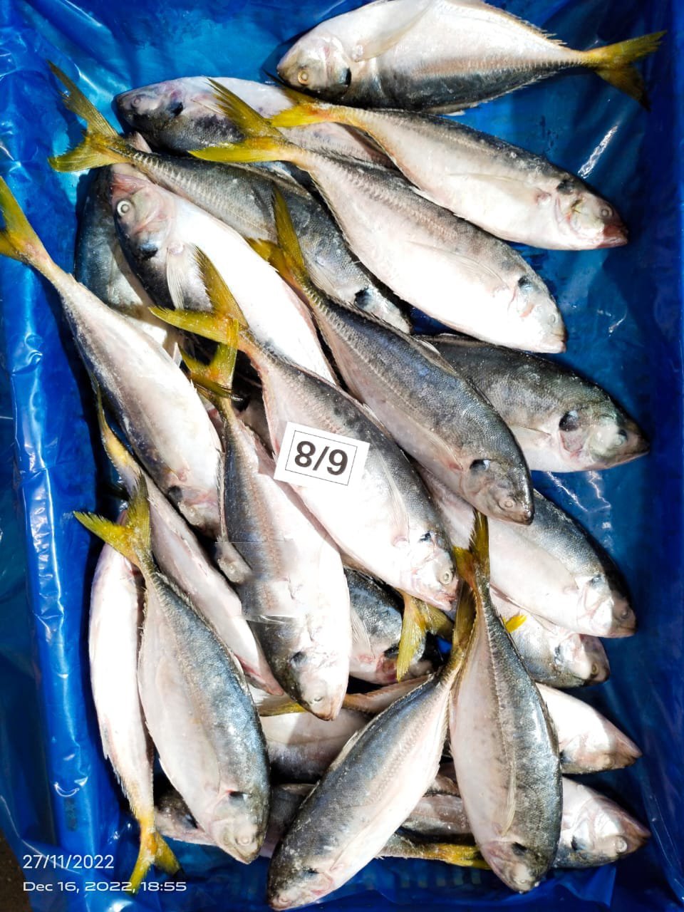 Yellow tail scad