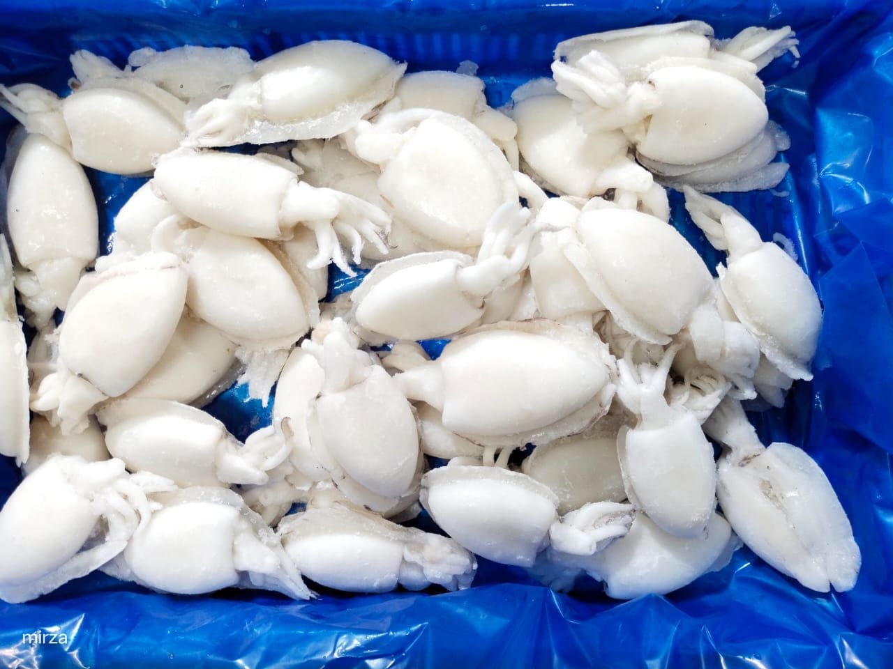 Cuttlefish