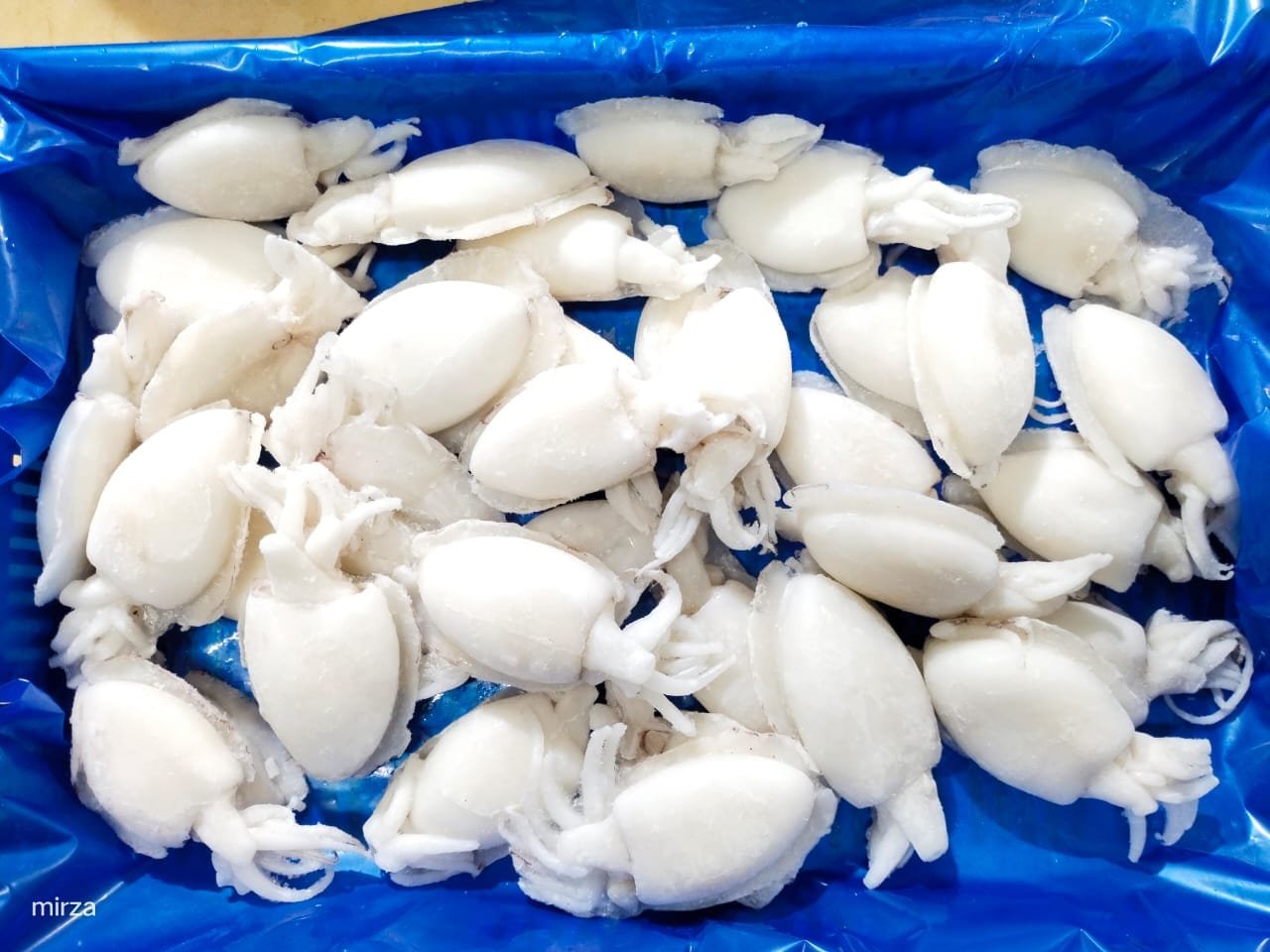 Premium Cuttlefish