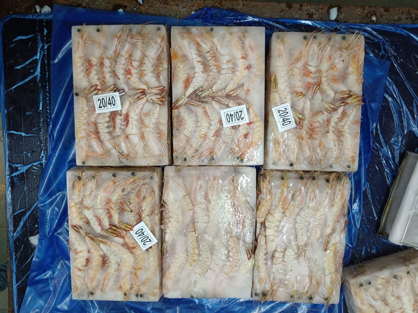 Frozen sea white shrimp
